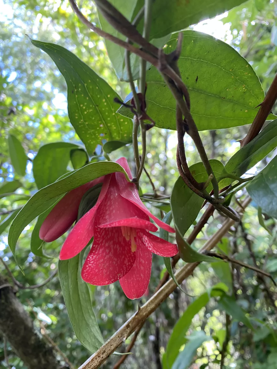 Copihue Rojo