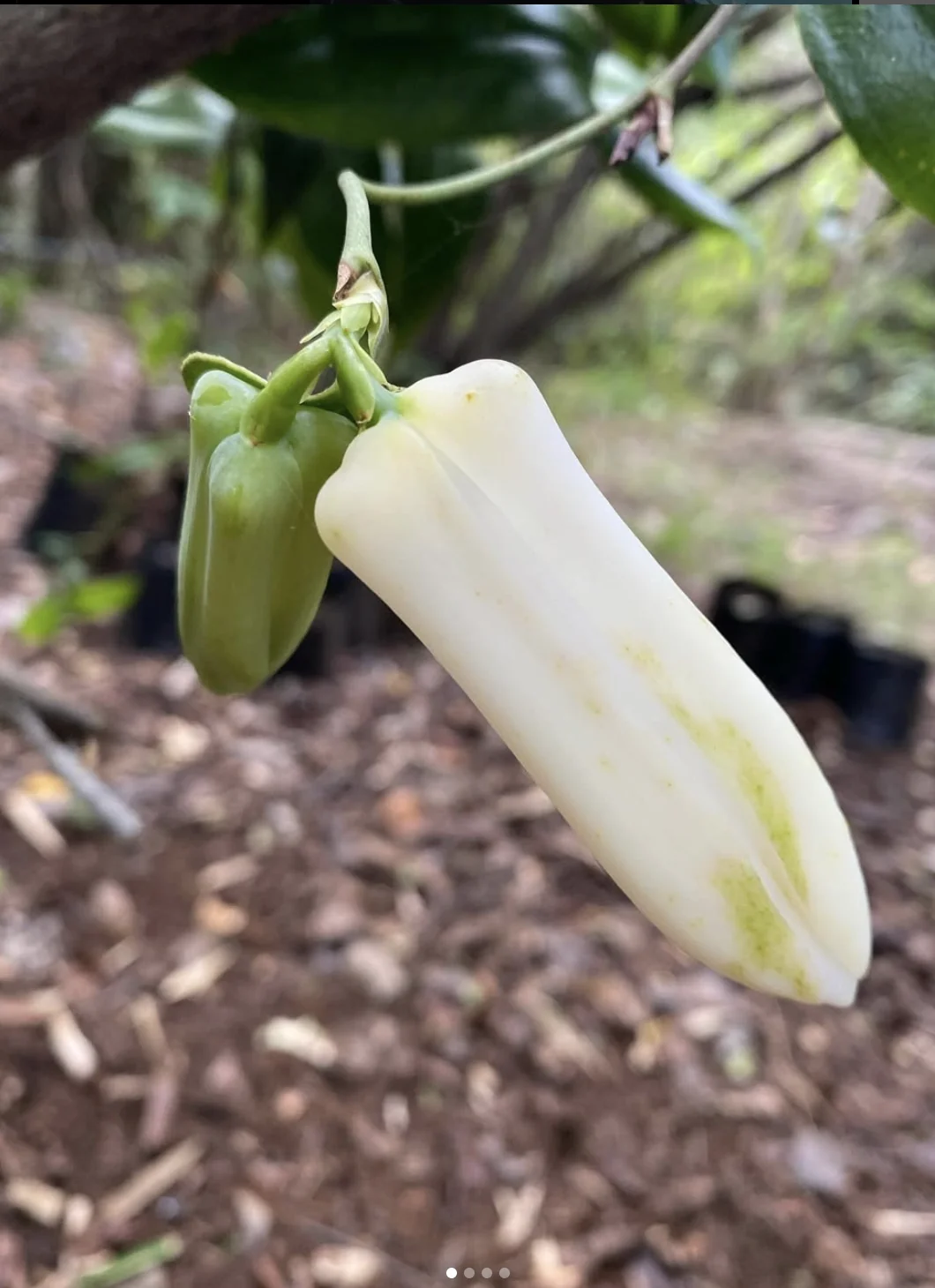 Copihue Blanco